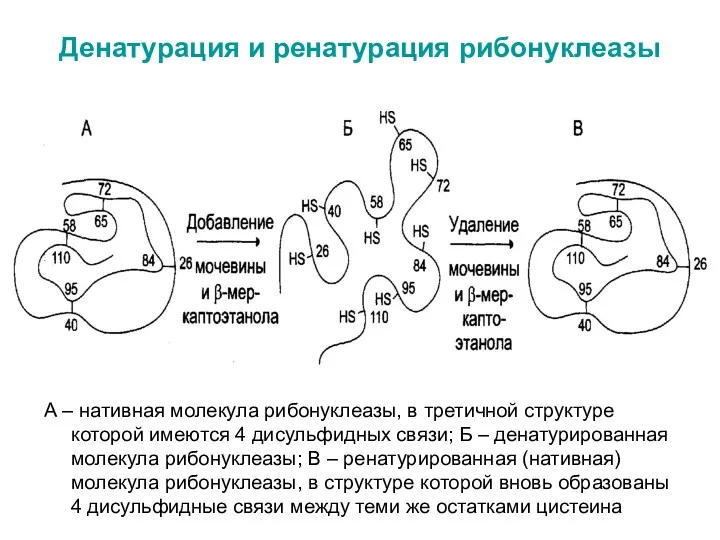 Денатурация и ренатурация рибонуклеазы А – нативная молекула рибонуклеазы, в