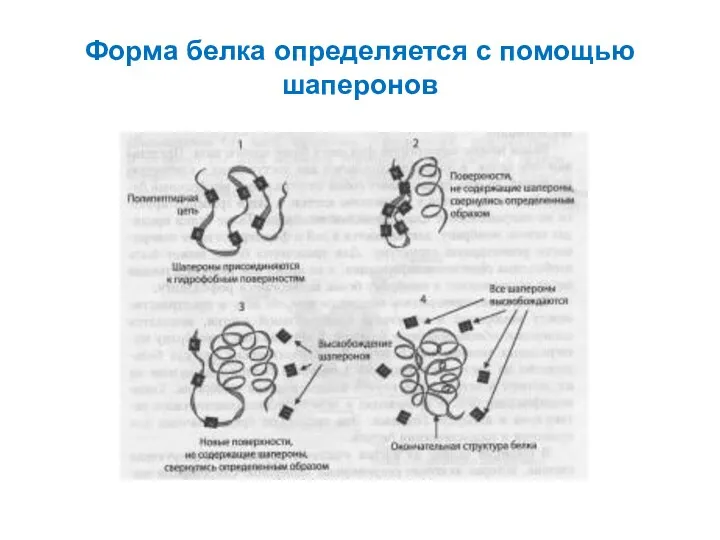 Форма белка определяется с помощью шаперонов