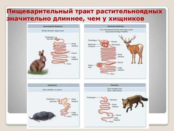 Пищеварительный тракт растительноядных значительно длиннее, чем у хищников