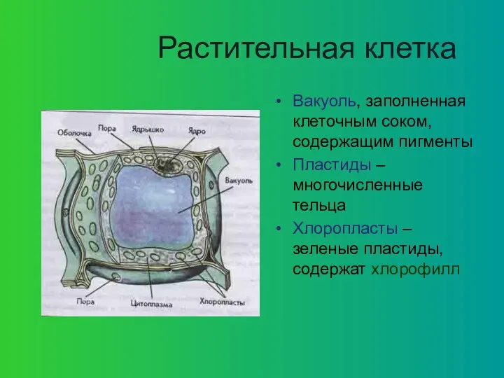 Растительная клетка Вакуоль, заполненная клеточным соком, содержащим пигменты Пластиды –