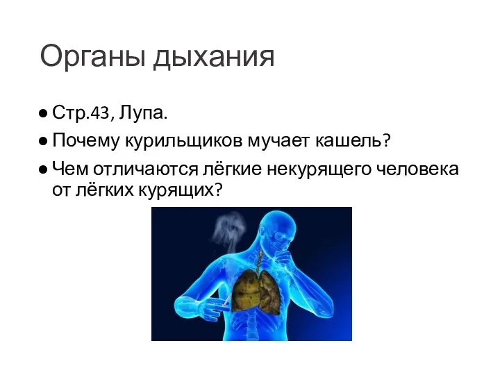 Органы дыхания Стр.43, Лупа. Почему курильщиков мучает кашель? Чем отличаются лёгкие некурящего человека от лёгких курящих?