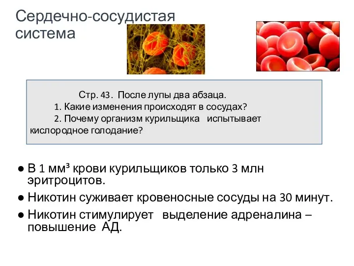 Сердечно-сосудистая система В 1 мм³ крови курильщиков только 3 млн