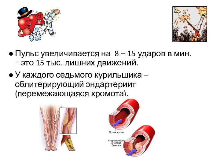 Пульс увеличивается на 8 – 15 ударов в мин. –