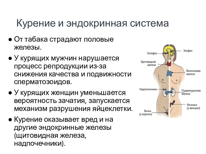 Курение и эндокринная система От табака страдают половые железы. У