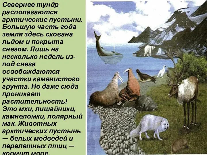 Севернее тундр располагаются арктические пустыни. Большую часть года земля здесь