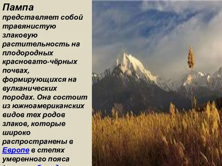 Пампа представляет собой травянистую злаковую растительность на плодородных красновато-чёрных почвах,