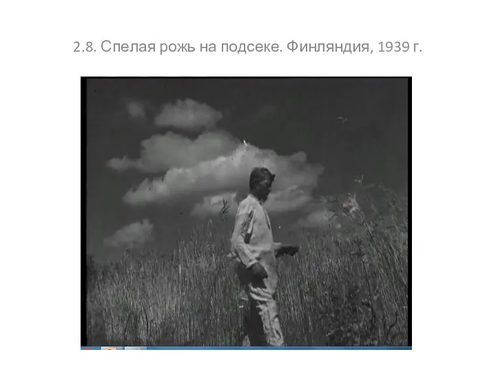 2.8. Спелая рожь на подсеке. Финляндия, 1939 г.