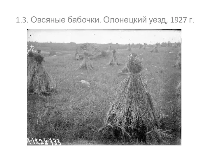 1.3. Овсяные бабочки. Олонецкий уезд, 1927 г.