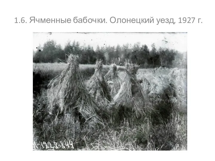 1.6. Ячменные бабочки. Олонецкий уезд, 1927 г.