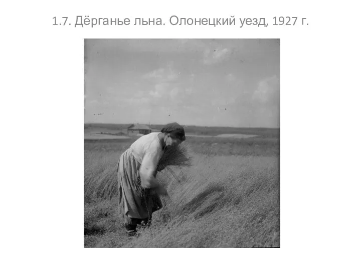 1.7. Дёрганье льна. Олонецкий уезд, 1927 г.