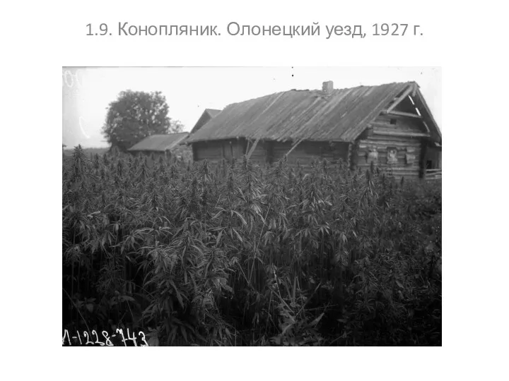 1.9. Конопляник. Олонецкий уезд, 1927 г.