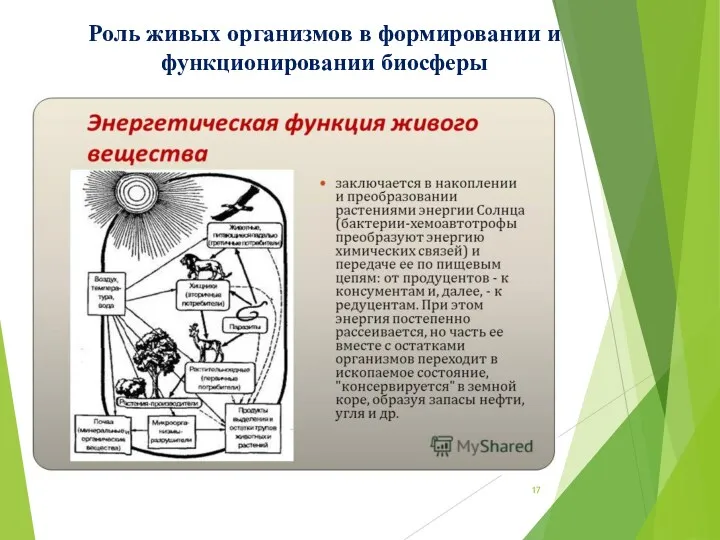 Роль живых организмов в формировании и функционировании биосферы