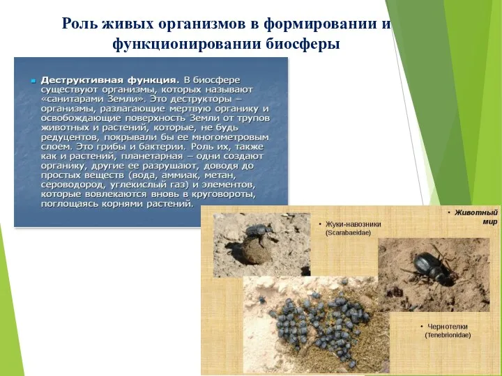 Роль живых организмов в формировании и функционировании биосферы