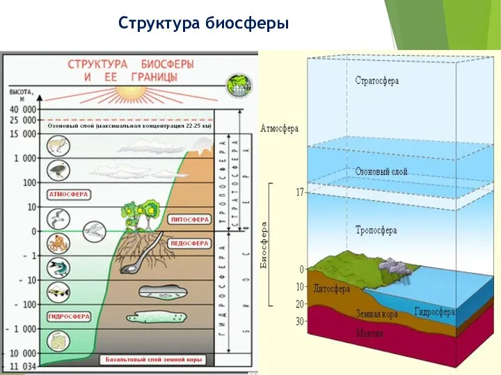 Структура биосферы