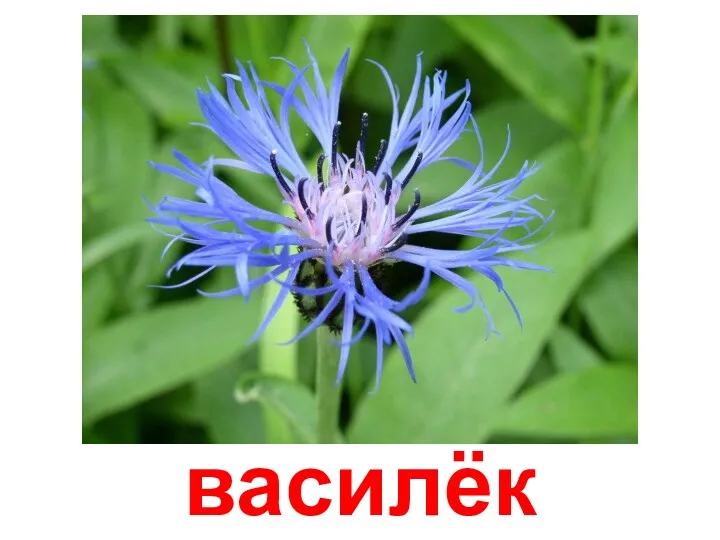 василёк