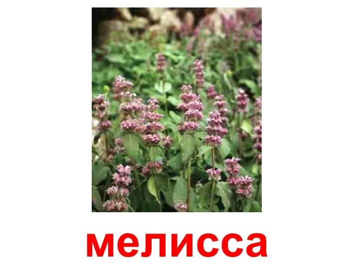 мелисса