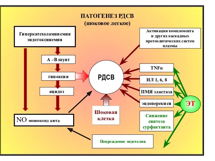 ПАТОГЕНЕЗ РДСВ (шоковое легкое) РДСВ А –В шунт гипоксия ацидоз