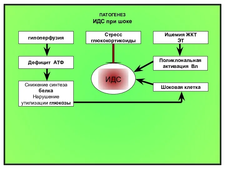 ПАТОГЕНЕЗ ИДС при шоке ИДС гипоперфузия Снижение синтеза белка Нарушение
