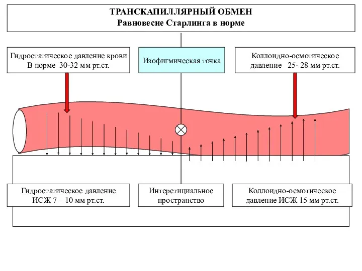 Интерстициальное пространство ТРАНСКАПИЛЛЯРНЫЙ ОБМЕН Равновесие Старлинга в норме Гидростатическое давление