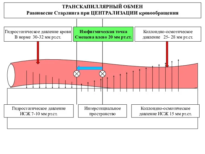 Интерстициальное пространство ТРАНСКАПИЛЛЯРНЫЙ ОБМЕН Равновесие Старлинга при ЦЕНТРАЛИЗАЦИИ кровообращения Гидростатическое