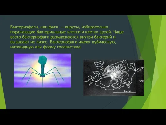 Бактериофаги, или фаги — вирусы, избирательно поражающие бактериальные клетки и