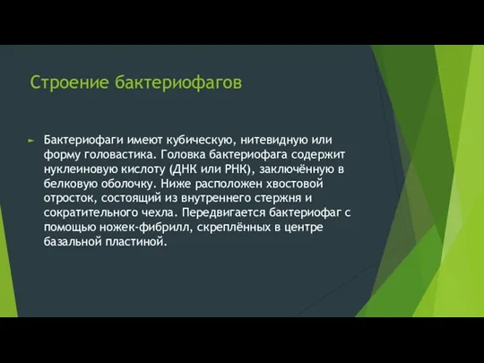 Строение бактериофагов Бактериофаги имеют кубическую, нитевидную или форму головастика. Головка