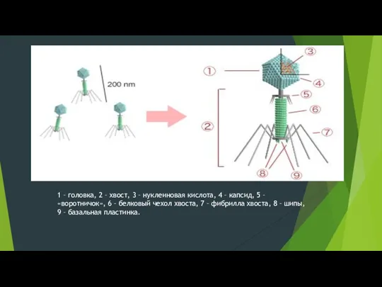 1 – головка, 2 – хвост, 3 – нуклеиновая кислота,