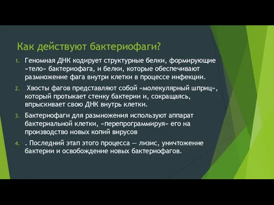 Как действуют бактериофаги? Геномная ДНК кодирует структурные белки, формирующие «тело»