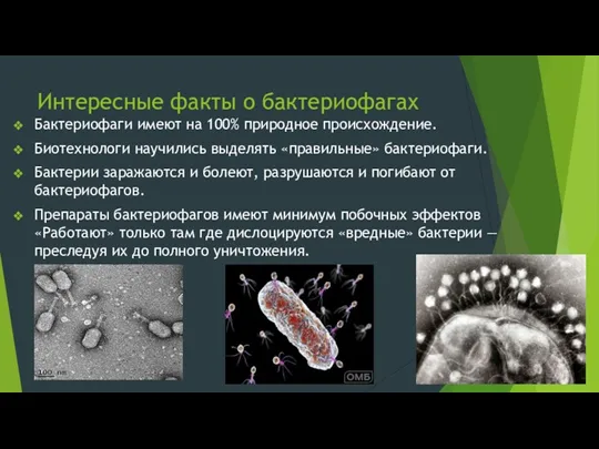 Интересные факты о бактериофагах Бактериофаги имеют на 100% природное происхождение.