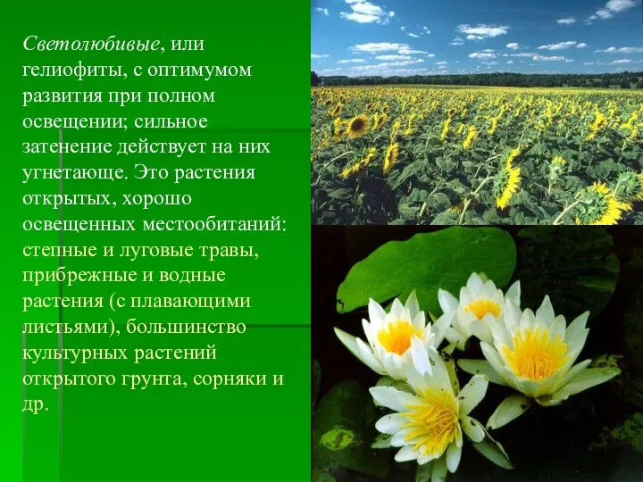 Светолюбивые, или гелиофиты, с оптимумом развития при полном освещении; сильное