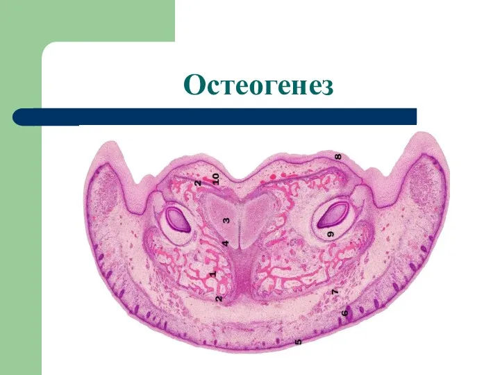 Остеогенез