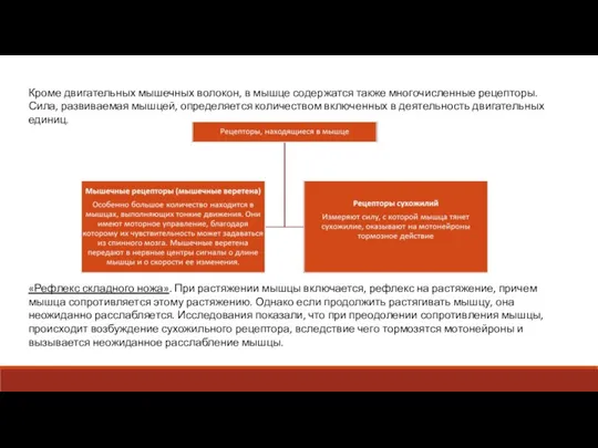 Кроме двигательных мышечных волокон, в мышце содержатся также многочисленные рецепторы.