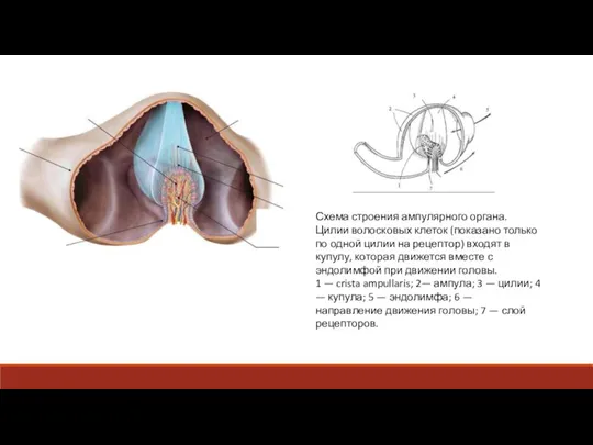 Схема строения ампулярного органа. Цилии волосковых клеток (показано только по