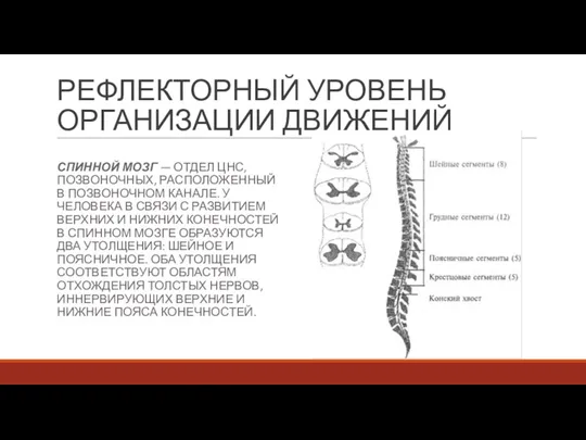 РЕФЛЕКТОРНЫЙ УРОВЕНЬ ОРГАНИЗАЦИИ ДВИЖЕНИЙ СПИННОЙ МОЗГ — ОТДЕЛ ЦНС, ПОЗВОНОЧНЫХ,