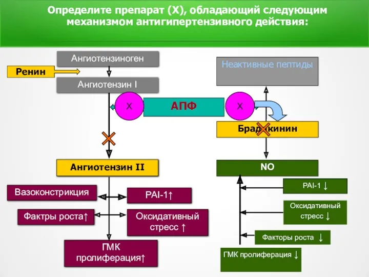 Определите препарат (Х), обладающий следующим механизмом антигипертензивного действия: Вазоконстрикция Ангиотензин