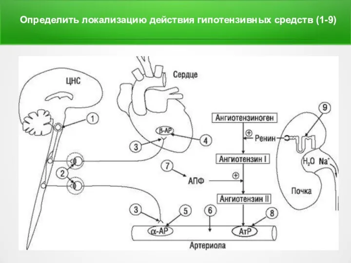 Определить локализацию действия гипотензивных средств (1-9)