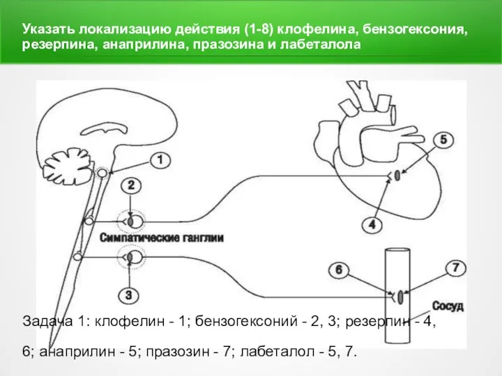 Указать локализацию действия (1-8) клофелина, бензогексония, резерпина, анаприлина, празозина и