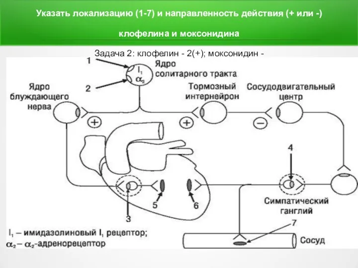 Указать локализацию (1-7) и направленность действия (+ или -) клофелина