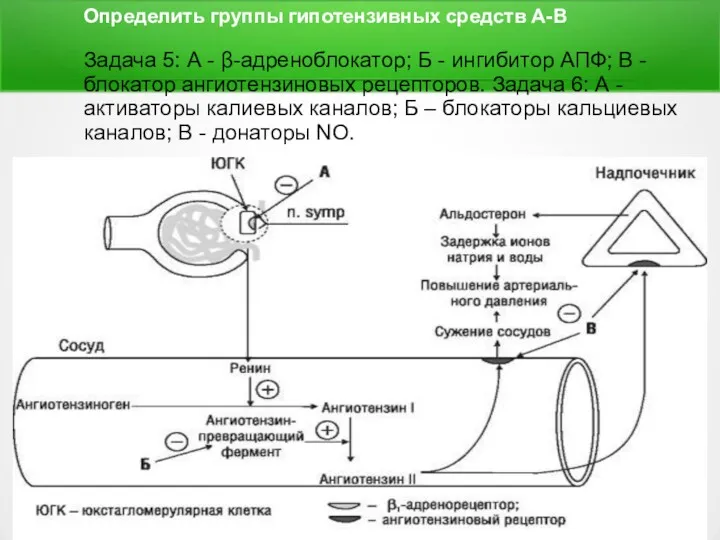 Определить группы гипотензивных средств А-В Задача 5: А - β-адреноблокатор;