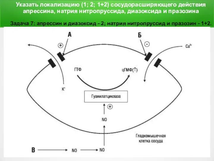 Указать локализацию (1; 2; 1+2) сосудорасширяющего действия апрессина, натрия нитропруссида,