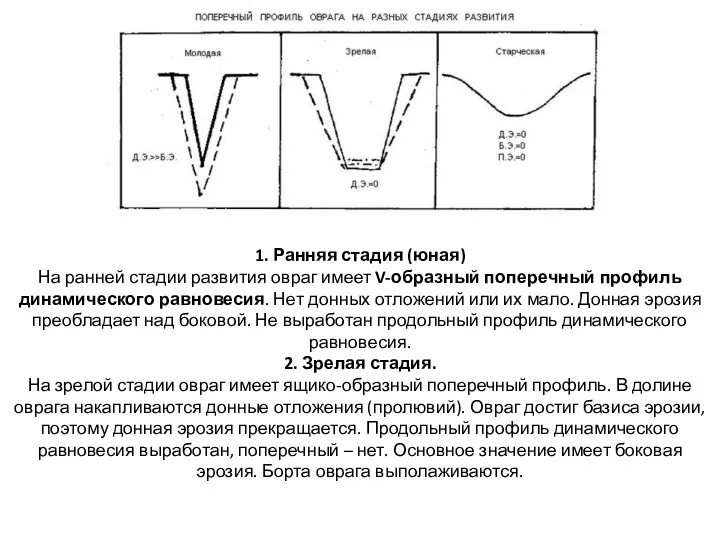 1. Ранняя стадия (юная) На ранней стадии развития овраг имеет