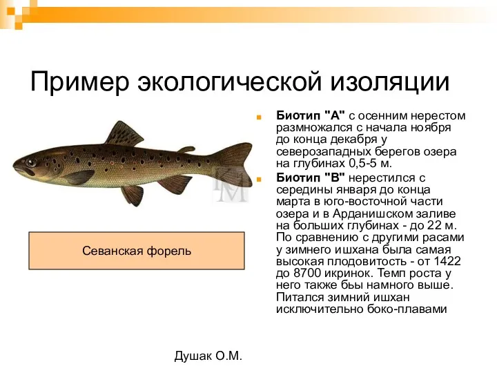 Душак О.М. Пример экологической изоляции Биотип "A" с осенним нерестом