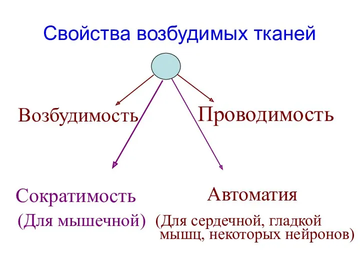 Свойства возбудимых тканей Возбудимость Проводимость Сократимость Автоматия (Для мышечной) (Для сердечной, гладкой мышц, некоторых нейронов)