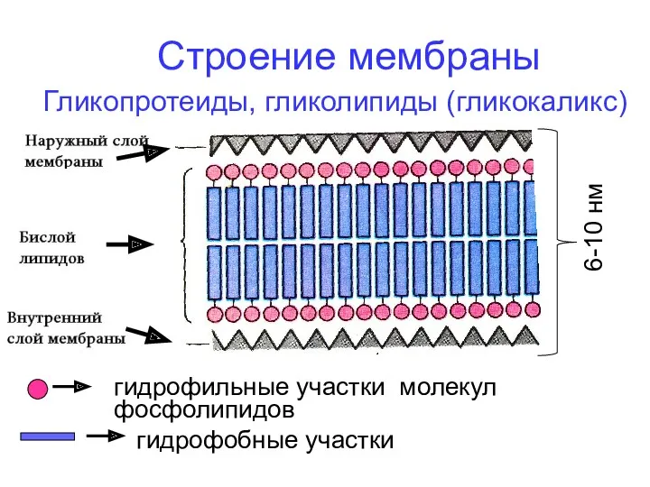 Строение мембраны гидрофильные участки молекул фосфолипидов 6-10 нм Гликопротеиды, гликолипиды (гликокаликс) гидрофобные участки
