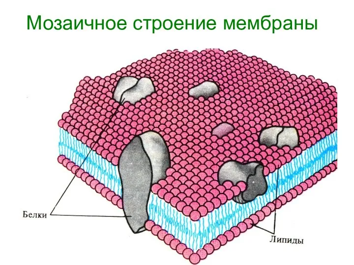 Мозаичное строение мембраны