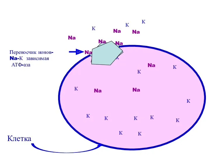 Клетка Переносчик ионов- Na-К зависимая АТФ-аза Na Na К К