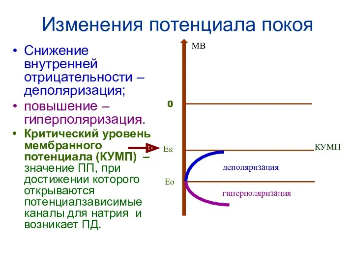 Изменения потенциала покоя Снижение внутренней отрицательности – деполяризация; повышение –