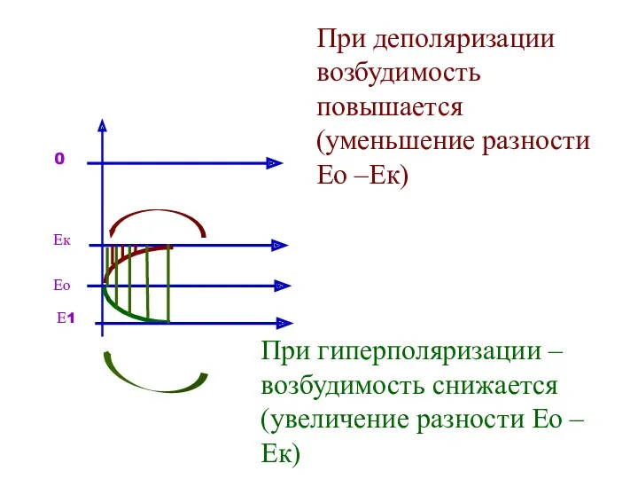 Ео Ек 0 При деполяризации возбудимость повышается (уменьшение разности Ео