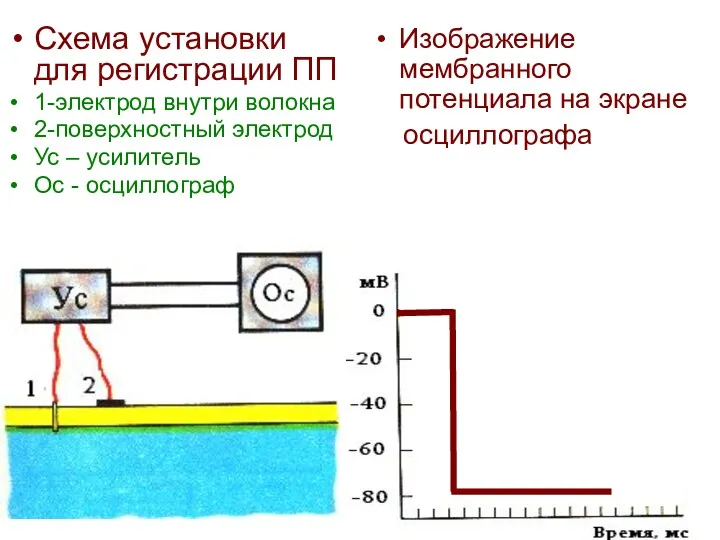 Схема установки для регистрации ПП 1-электрод внутри волокна 2-поверхностный электрод