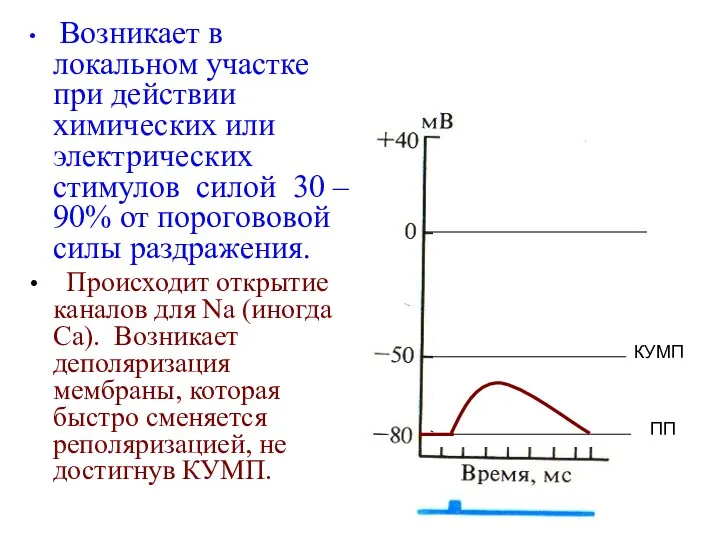 Возникает в локальном участке при действии химических или электрических стимулов